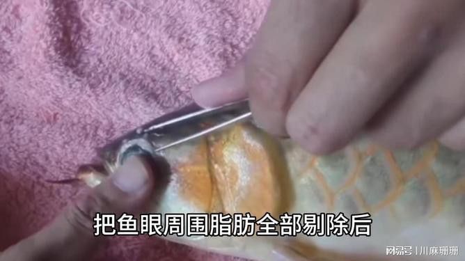 金龍魚為什么要美容養護