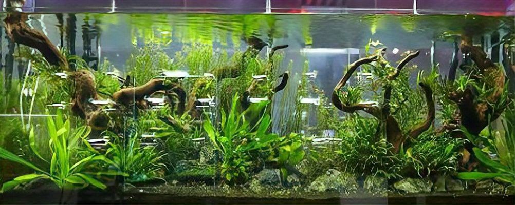 龍魚死亡后需要換水嗎？