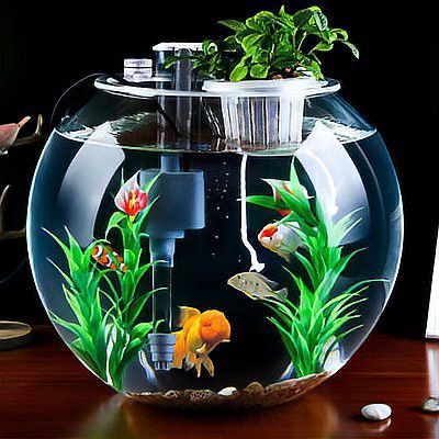 龍魚死亡后需要換水嗎？