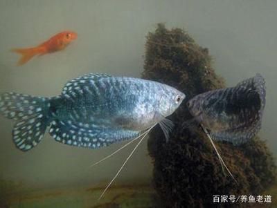 龍魚的芯片怎么掃描：如何辨別龍魚芯片真偽,龍魚芯片植入位置圖解