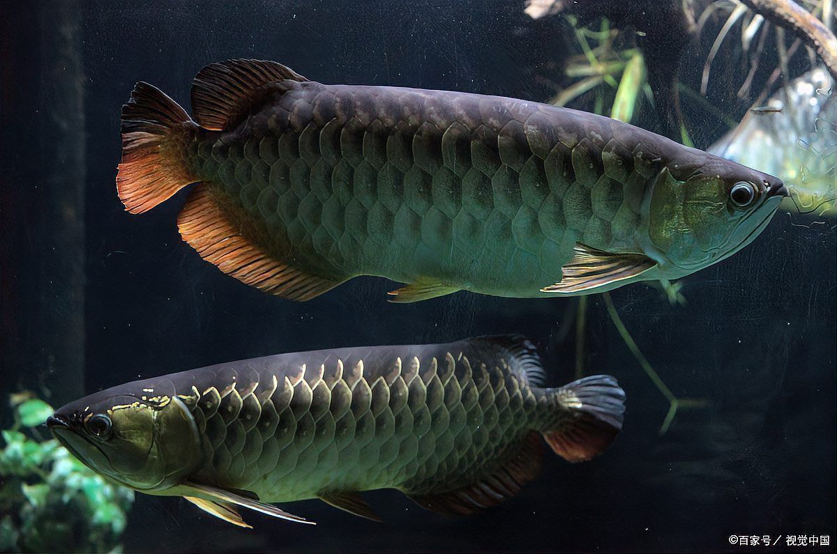金龍魚的生活習性 金龍魚的生活習性 龍魚百科 第3張