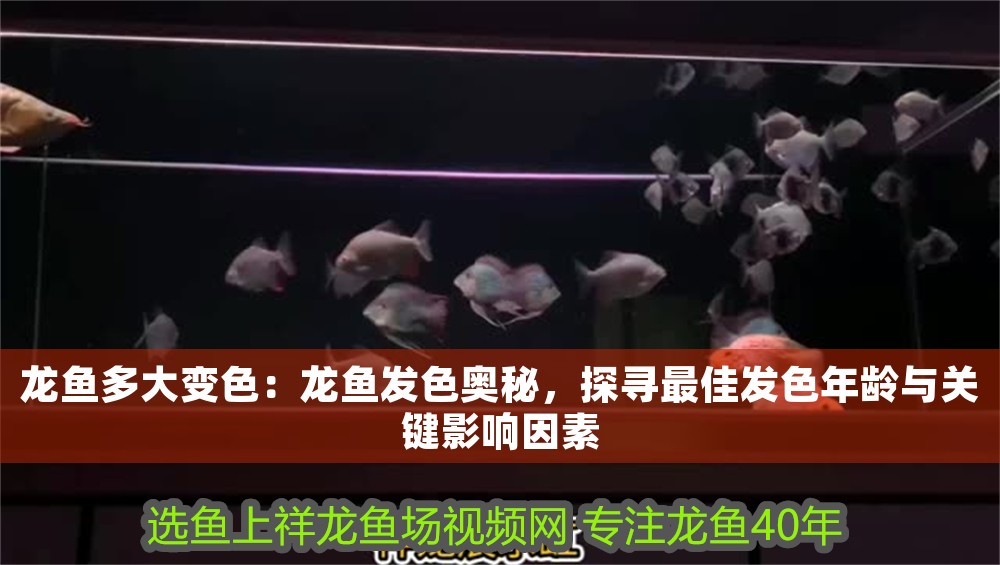 龍魚多大變色：龍魚發色奧秘，探尋最佳發色年齡與關鍵影響因素 龍魚多大變色：龍魚發色奧秘，探尋最佳發色年齡與關鍵影響因素 龍魚百科 第1張