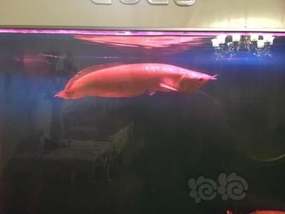 龍魚尾巴下垂怎么治療：治療龍魚尾巴下垂需要綜合考慮飼養環境、飲食、藥物治療和藥物治療