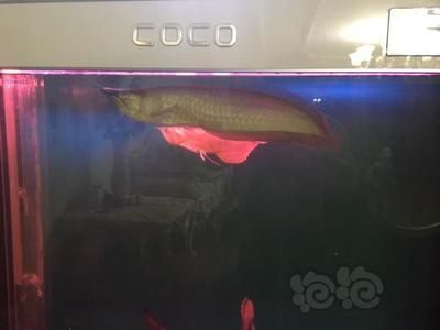龍魚尾巴下垂怎么治療：治療龍魚尾巴下垂需要綜合考慮飼養環境、飲食、藥物治療和藥物治療