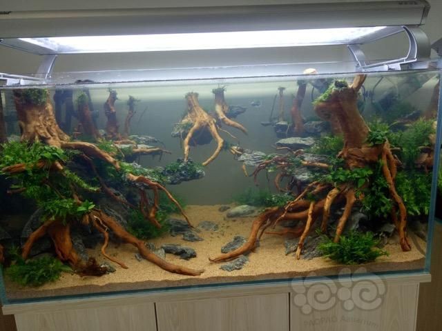 紅龍魚缸背景顏色代表什么意思（紅龍魚缸背景顏色如何選擇？） 紅龍魚缸背景顏色代表什么意思（紅龍魚缸背景顏色如何選擇？） 龍魚百科 第6張