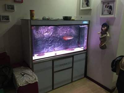 紅龍魚缸背景顏色代表什么意思（紅龍魚缸背景顏色如何選擇？） 紅龍魚缸背景顏色代表什么意思（紅龍魚缸背景顏色如何選擇？） 龍魚百科 第7張