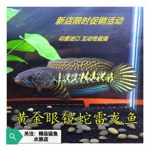 黃金眼鏡蛇雷龍魚怎么看品相：黃金眼鏡蛇雷龍魚的品相鑒別 黃金眼鏡蛇雷龍魚怎么看品相：黃金眼鏡蛇雷龍魚的品相鑒別 龍魚百科 第4張
