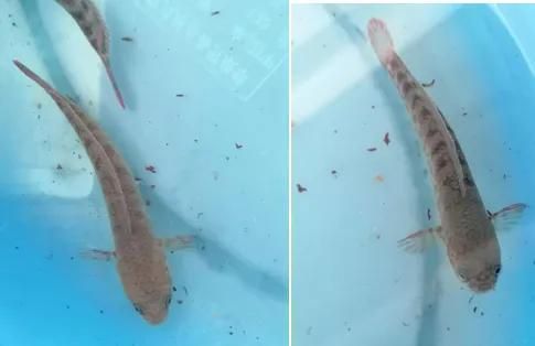 黃金眼鏡蛇雷龍魚怎么看品相：黃金眼鏡蛇雷龍魚的品相鑒別 黃金眼鏡蛇雷龍魚怎么看品相：黃金眼鏡蛇雷龍魚的品相鑒別 龍魚百科 第3張