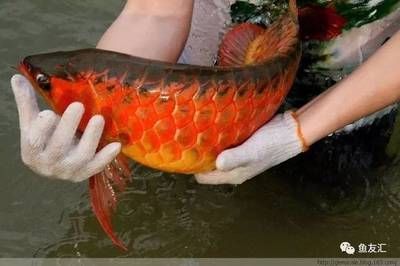 龍魚可以喂魚肉嗎怎么喂的呢：龍魚可以喂食魚肉嗎，龍魚可以喂魚肉嗎怎么喂魚肉