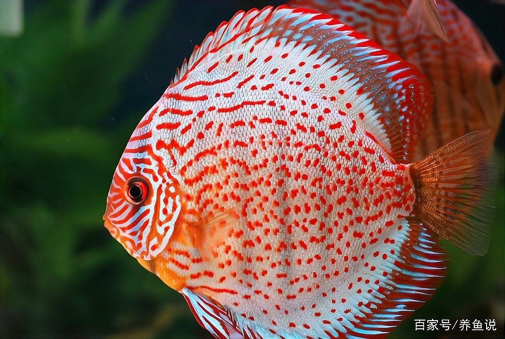 雷龍魚成魚一天喂幾次合適？