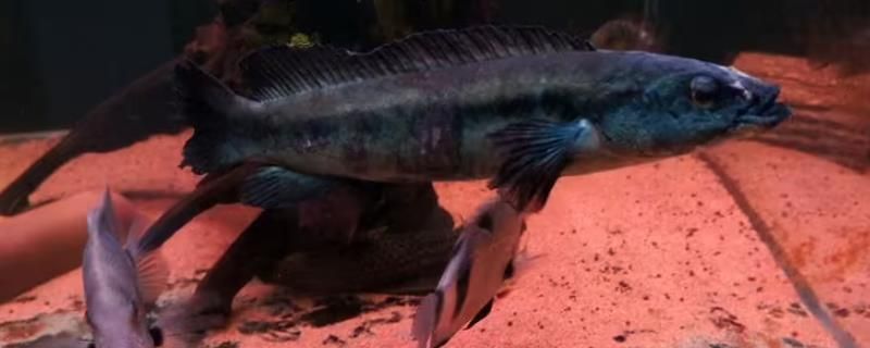 孔雀龍魚好養嗎怎么養(養殖孔雀龍魚的具體方法) 龍魚百科 第2張 孔雀龍魚好養嗎怎么養(養殖孔雀龍魚的具體方法) 孔雀龍魚好養嗎怎么養(養殖孔雀龍魚的具體方法) 龍魚百科 第2張