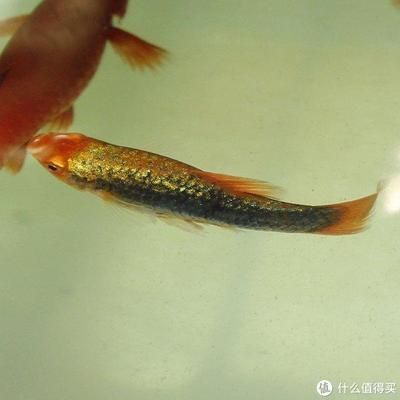孔雀龍魚好養嗎怎么養(養殖孔雀龍魚的具體方法) 龍魚百科 第3張 孔雀龍魚好養嗎怎么養(養殖孔雀龍魚的具體方法) 孔雀龍魚好養嗎怎么養(養殖孔雀龍魚的具體方法) 龍魚百科 第3張