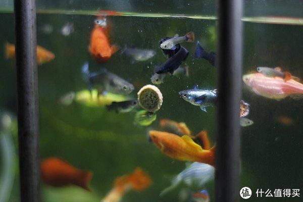 孔雀龍魚好養嗎怎么養(養殖孔雀龍魚的具體方法) 龍魚百科 第4張 孔雀龍魚好養嗎怎么養(養殖孔雀龍魚的具體方法) 孔雀龍魚好養嗎怎么養(養殖孔雀龍魚的具體方法) 龍魚百科 第4張