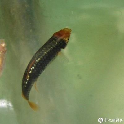 孔雀龍魚好養嗎怎么養(養殖孔雀龍魚的具體方法) 龍魚百科 第5張 孔雀龍魚好養嗎怎么養(養殖孔雀龍魚的具體方法) 孔雀龍魚好養嗎怎么養(養殖孔雀龍魚的具體方法) 龍魚百科 第5張