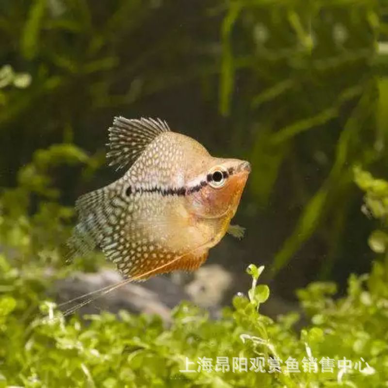 觀賞魚曼龍魚怎么賣的好一點（賣觀賞魚斗魚怎么賣）