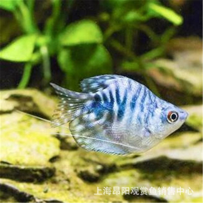 觀賞魚曼龍魚怎么賣的好一點（賣觀賞魚斗魚怎么賣）