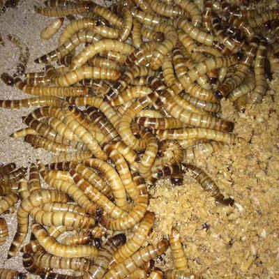 金龍魚長期喂大麥蟲好嗎：金龍魚是否可以長期喂食大麥蟲