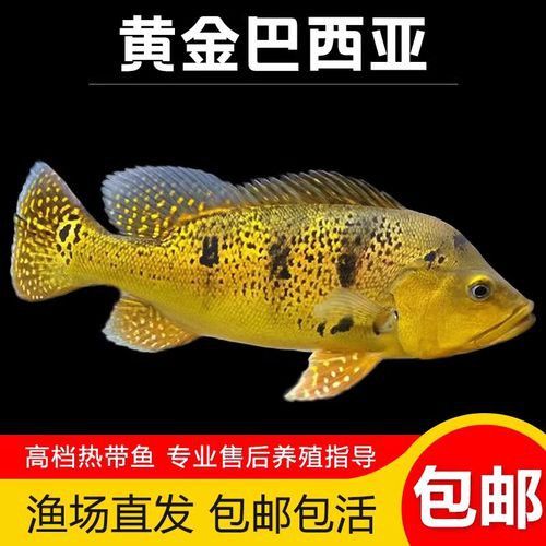 斑龍魚是什么魚圖片大全