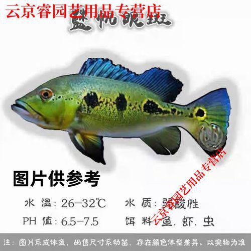 斑龍魚是什么魚圖片大全