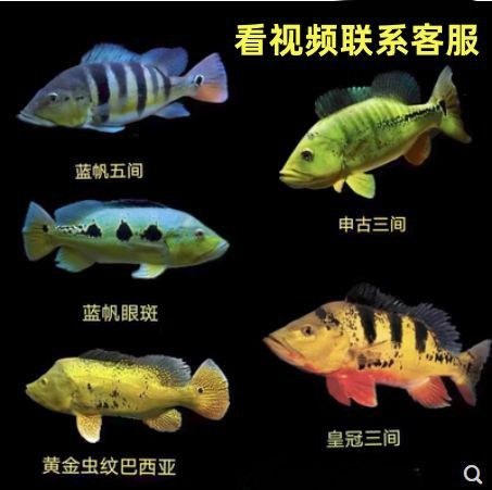 斑龍魚是什么魚圖片大全