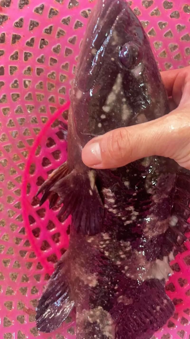 斑龍魚是什么魚圖片大全