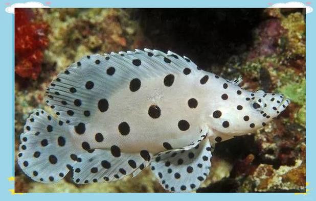 斑龍魚是什么魚圖片大全