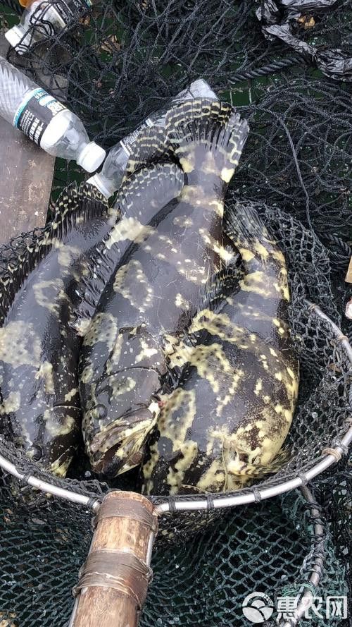 斑龍魚是什么魚圖片大全