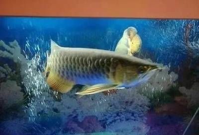 龍魚(yú)爬缸底什么原因：龍魚(yú)爬缸底稱為趴缸，可能由多種原因引起，龍魚(yú)趴缸可能由多種原因引起