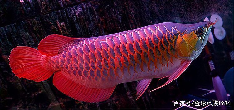 中國(guó)龍魚(yú)是雜牌子嗎