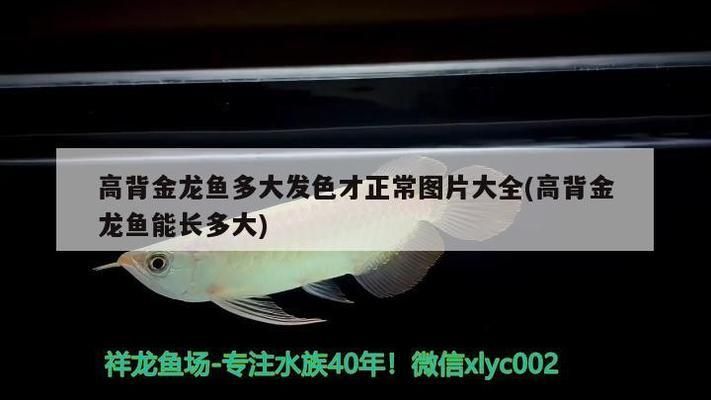 龍魚上門回收電話是多少號：龍魚上門回收市場價格查詢