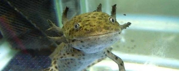 龍魚怕陽光嗎怎么辦：龍魚害怕陽光嗎