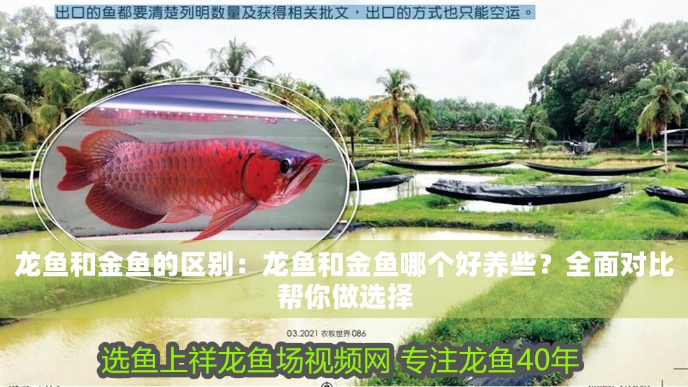 龍魚和金魚的區別：龍魚和金魚哪個好養些？全面對比幫你做選擇