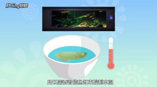 龍魚魚苗好養(yǎng)嗎怎么養(yǎng)（如何控制龍魚缸內(nèi)水質(zhì)，龍魚苗日常護(hù)理要點(diǎn)）