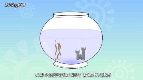 龍魚魚苗好養(yǎng)嗎怎么養(yǎng)（如何控制龍魚缸內(nèi)水質(zhì)，龍魚苗日常護(hù)理要點(diǎn)）