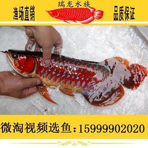 純血紅龍魚價格走勢圖最新：純血紅龍魚市場供需動態紅龍魚飼養技巧分享