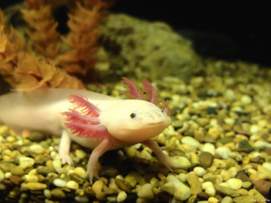 六角恐龍魚可愛圖片