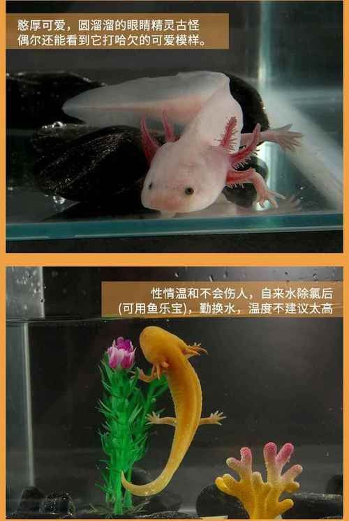 六角恐龍魚可愛圖片
