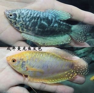 黃曼龍魚為什么會(huì)咬藍(lán)曼龍魚【如何避免黃曼龍魚咬藍(lán)曼龍魚】