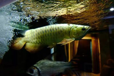 金龍魚不怎么吃食是什么原因：金龍魚不吃食怎么辦