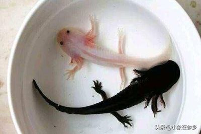 六角恐龍魚(yú)在水里游來(lái)游去（六角恐龍魚(yú)在水里游去的行為可能由多種因素引起）