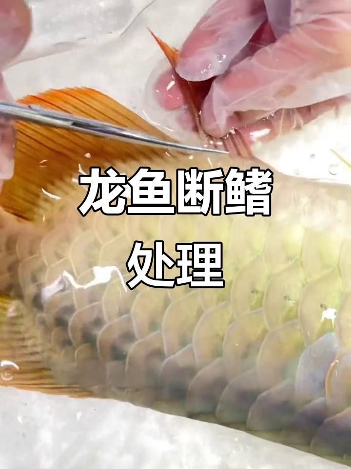 龍魚斷根后多久可以喂食