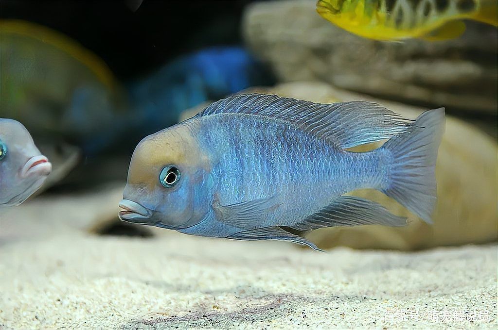馬拉莫魚(yú)適合家庭養(yǎng)嗎