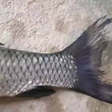 魚為什么爛尾巴就死了