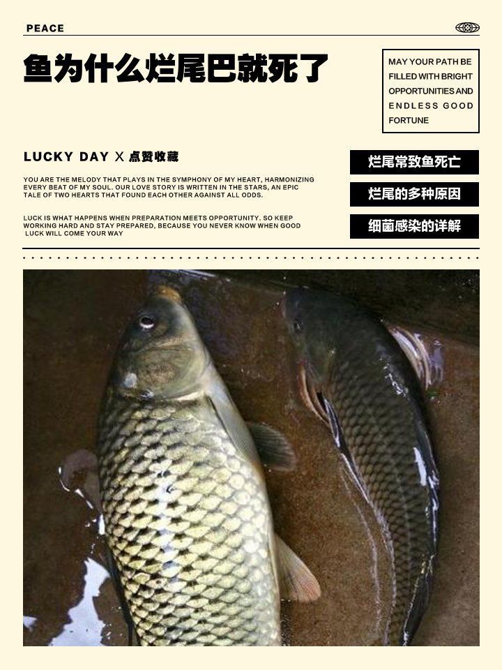 魚為什么爛尾巴就死了