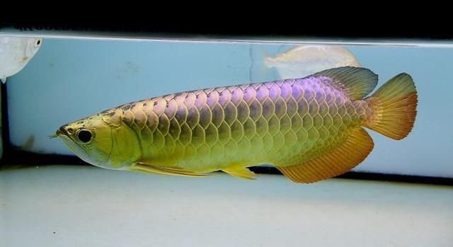 龍魚縮鰭漂浮不動：龍魚縮鰭漂浮不動可能是由于多種原因引起的 龍魚縮鰭漂浮不動：龍魚縮鰭漂浮不動可能是由于多種原因引起的 龍魚百科 第3張