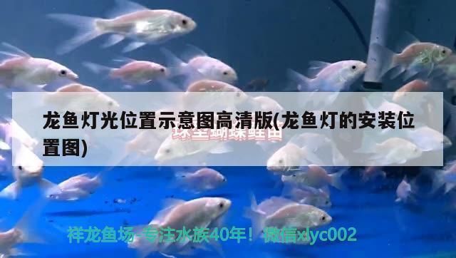 紅龍魚燈光位置示意圖高清，紅龍魚燈光位置的選擇和設置方法