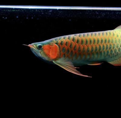 紅龍魚燈光位置示意圖高清，紅龍魚燈光位置的選擇和設置方法