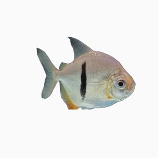 粗線銀板魚攻擊行為的心理原因：粗線銀板魚攻擊行為的原因 粗線銀板魚攻擊行為的心理原因：粗線銀板魚攻擊行為的原因 龍魚百科 第3張