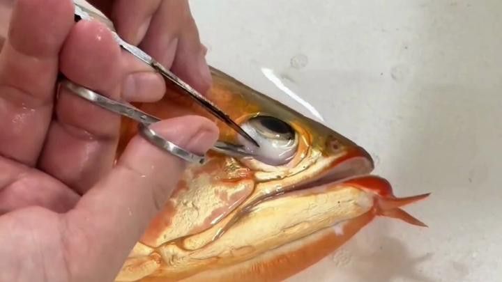金龍魚身上有白點什么情況啊圖片視頻