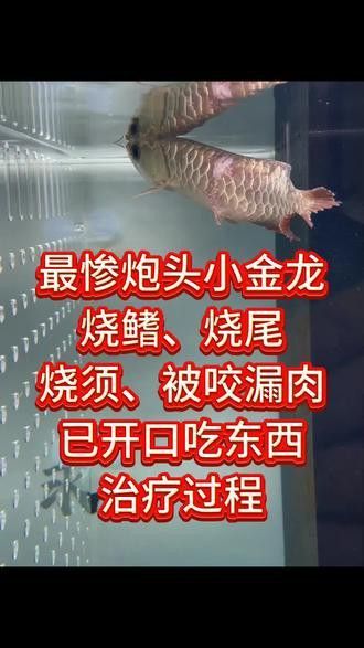 金龍魚身上有白點什么情況啊圖片視頻